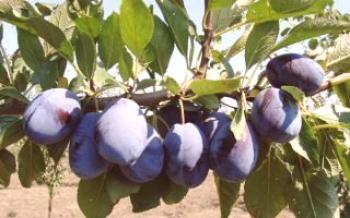 Caractéristiques variétés de prunes Stanley

Prune