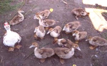 Pestovanie a starostlivosť o kačice mesačne staré Kačice