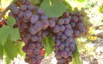 Рановиолетовото грозде расте дори в студените райони на страната