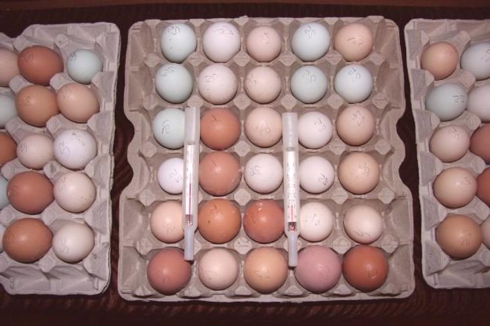 Сколько собирать яйца для инкубатора. Инкубационное яйцо индоутки. Индоутки инкубационное яйцо закладка в инкубатор. Яйца индоутки в инкубаторе. Хранение инкубационных яиц.