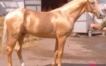 Vlastnosti koní Isabella Suit Horse