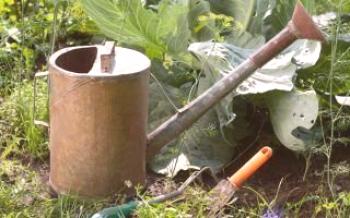 Как да се полива тиквички в откритата земя Тиквички