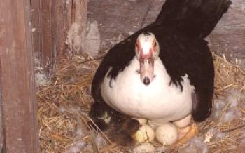 Колико дана седи на патка јаја