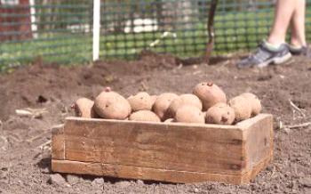 Sob a pá: como plantar batatas

Batatas