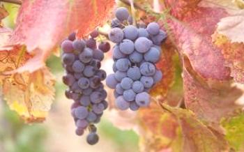 Какво може да промени промяната в цвета на гроздето