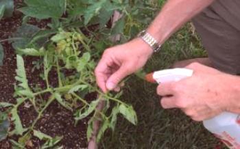 Cuidado com a planta: como você pode pulverizar tomates

Tomate