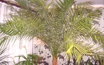 Pestujeme dátumovú palmu doma

Palmy a dátumy