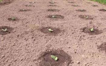 Ao plantar sementes de abóbora em terreno aberto

Abóbora