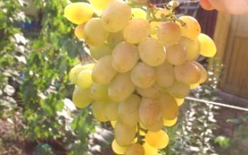 Variedade de uva: Muscat Delight