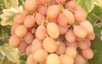 Описание на гроздето на самба