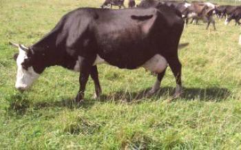 As principais características das vacas da raça Yaroslavl Vacas