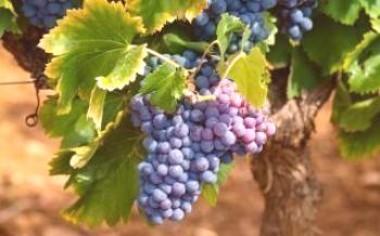 Есенно засаждане на грозде