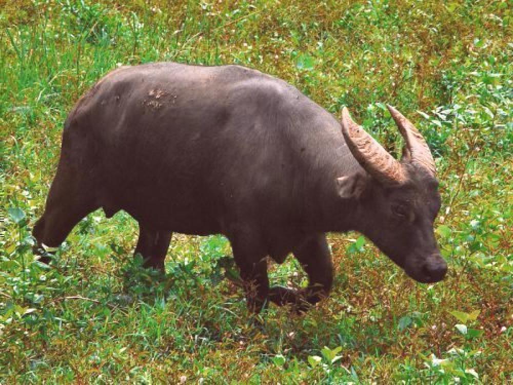 enano (anoa): descripción de un peligroso mini-búfalo