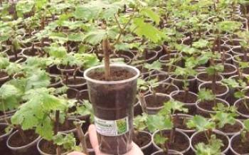 Как да засадят грозде със затворена коренова система