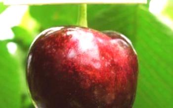 Cerejas em crescimento Cordia Cherry