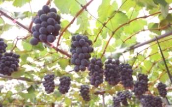 Consejos para cuidar las uvas en primavera, verano y otoño.