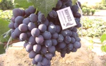 Variedade de uva: Delícia