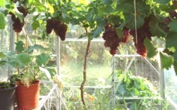 Как да расте грозде в оранжерията