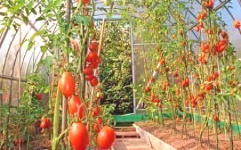 30 най-добри сорта домати за оранжерии от поликарбонат

домат