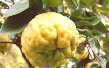 Японски Yuzu (Yuzu) Лимон

лимон