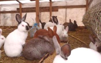 Coelhos: informações úteis sobre o conteúdo dos coelhos