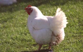 Как да направим фураж за пилешки пилета