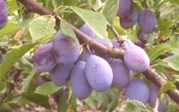 Cultivar diferentes variedades de ameixas domésticas

Ameixa