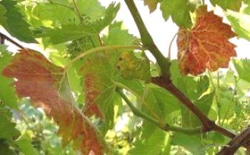As folhas das uvas estão coradas: como curar?