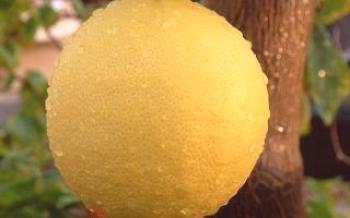 Описание на Lemon Panderosa и Lemon правила за грижа за растенията