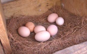 Como aumentar as galinhas de produção de ovos?Galinhas