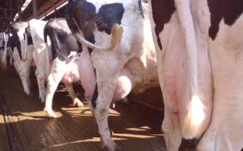 Estudos diagnósticos de vacas para mastite de vacas