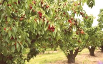 Cherry rastúce v Urals Cherry