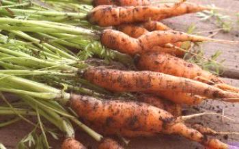 Кога и как да премахнете морковите от леглото Моркови
