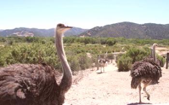 Como criar avestruzes em casa?

Avestruzes