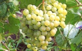 Himrod - сорт грозде без семена
