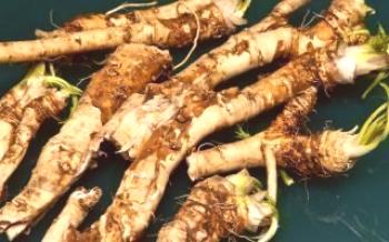 Termos e regras de pouso horseradish no outono

Rábano