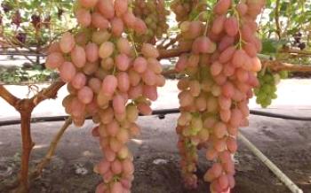 Descrição da variedade precoce de uvas Samokhvalovich