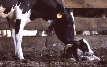 O que fazer se o bezerro não se levantar nos pés da vaca