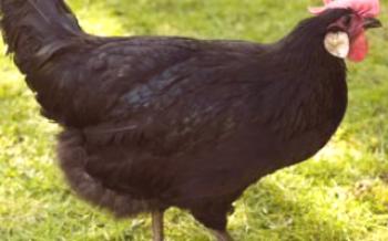 Отглеждане на кокошки от порода Минорка

пилета
