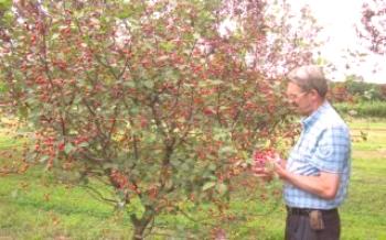 Plantando cerejas na Sibéria e cuidando de sua cereja