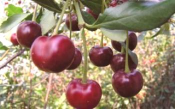 Apresenta variedades de cerejas Podbelskaya

Cereja