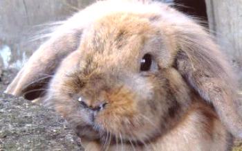 Ako môžete liečiť nádchu (rinitídu) u králikov

králiky