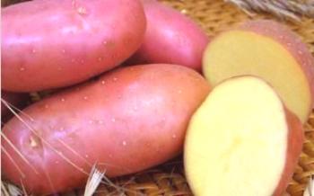 Pestovanie zemiakov Zemiaky Scarlet