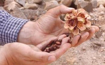 Zbierka borovicových orechov

orech