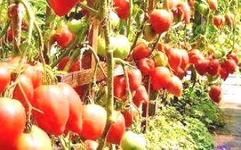 Métodos de formação de tomates

Tomate