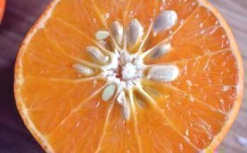 Как да отглеждаме цитрусово дърво от костите Citrus