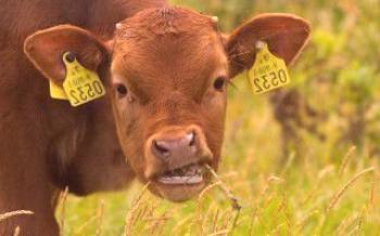 O que fazer se a vaca parar de mascar chiclete?

Vacas