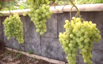 Засаждане на грозде в Сибир: съвети за начинаещи