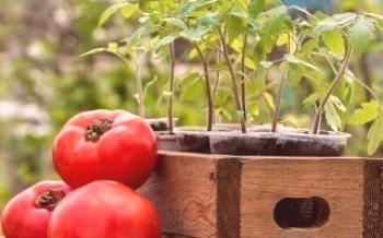 Pravila za presađivanje sadnica rajčice Rajčica