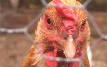 Uzroci i metode liječenja proljeva kod pilića?kokoši